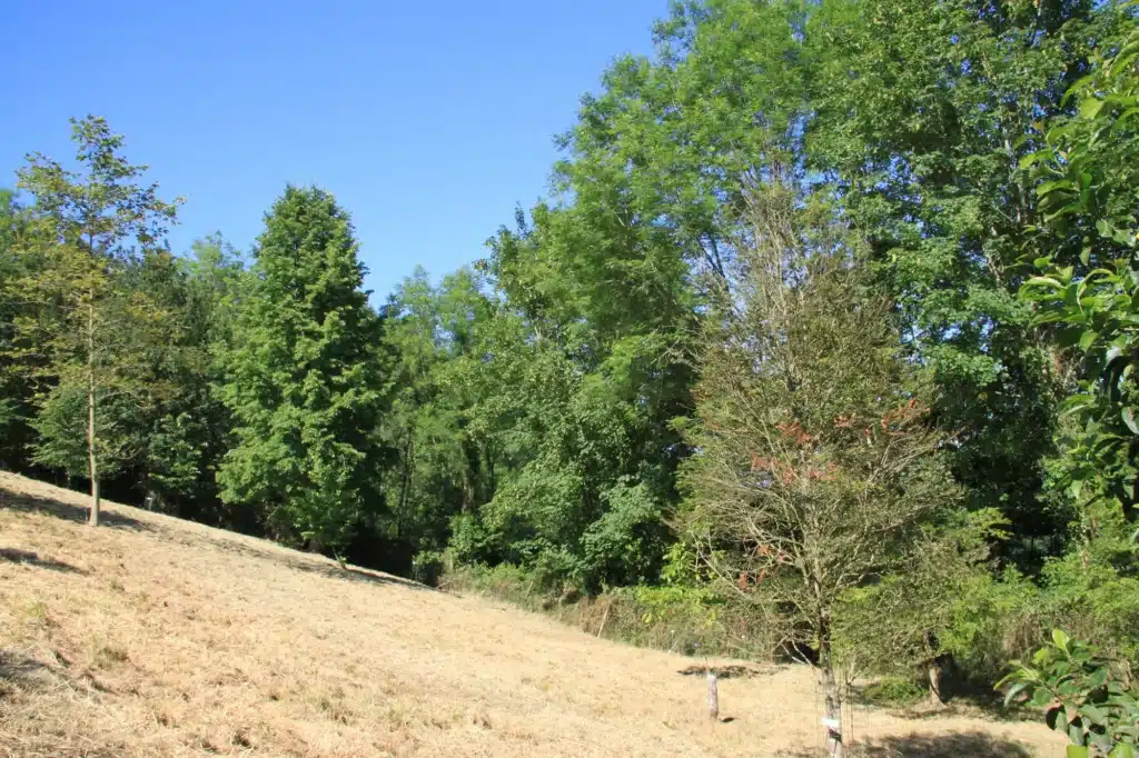 Open hillside landscape after vegetation clearing