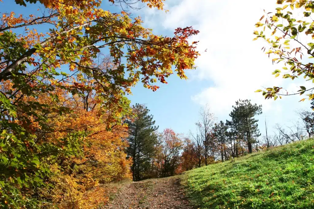 Gently sloped hillside trail surrounded by trees and seasonal foliage